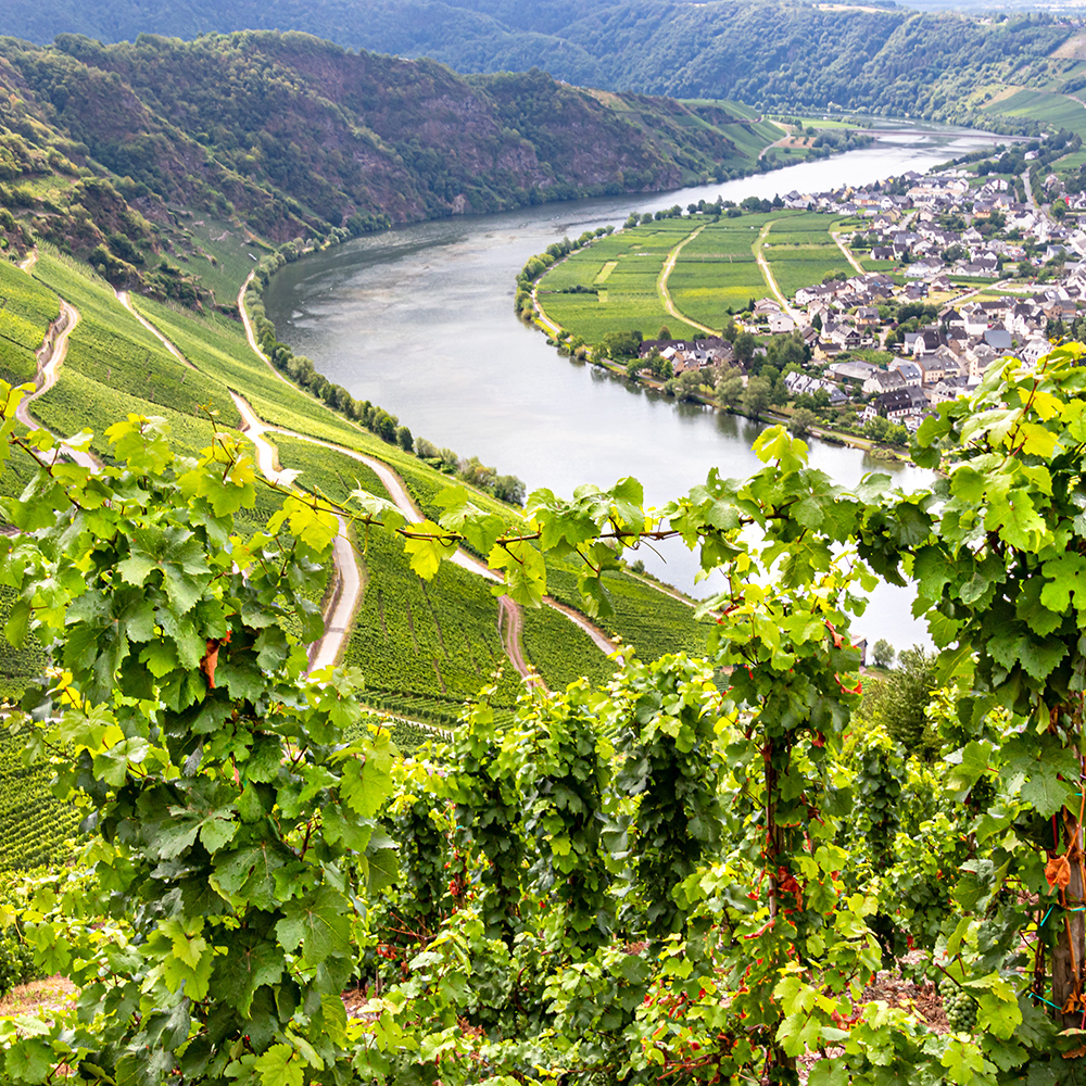 Blick auf die Mosel